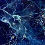 Israel Study Says Neurons, Not Just DNA, Can Affect Progeny’s Fate