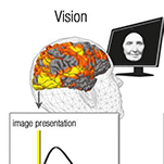 A Brain Mechanism underlying “Vision” in the Blind is Revealed