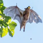 COVID-19 not connected to bats, Israeli biologists say