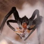 New species of spiders discovered in southern Israel