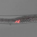 Tel Aviv University researchers use worms to demonstrate that epigenetic inheritance of sexual attractiveness can impact the evolutionary process
