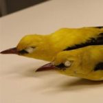 Study: Birds in Israel may be changing shape in response to global warming