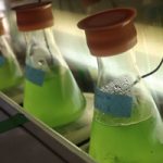 Micro-algae can be used to produce green fuel, TAU study finds