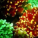 Deep sea corals glow in the dark to lure prey, Israeli researchers find