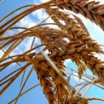 Israeli researchers isolate wheat genes that make it disease-resistant